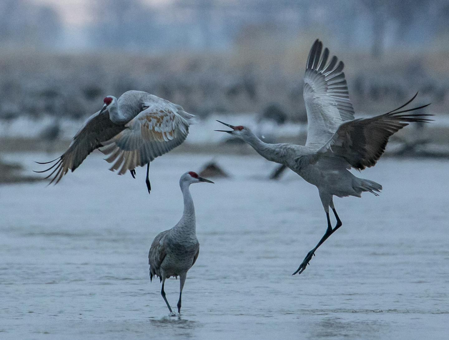 A regular at one of the world's great bird migrations gets a special view