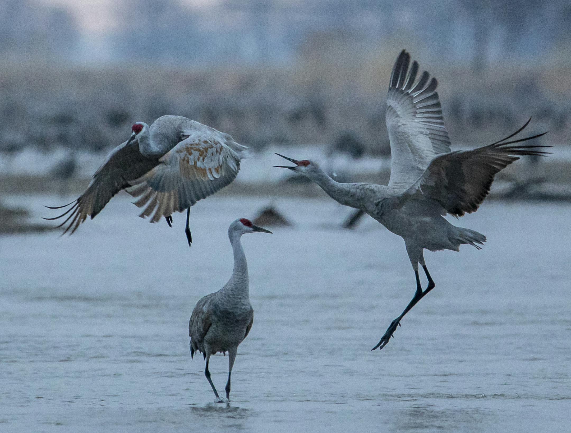 As morning breaks, the cranes dance, prance and finally begin to fly off to cornfields.