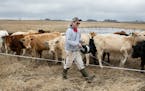 Zack Koscielny raises beef cattle, pigs and chickens using methods that mimic native prairie.