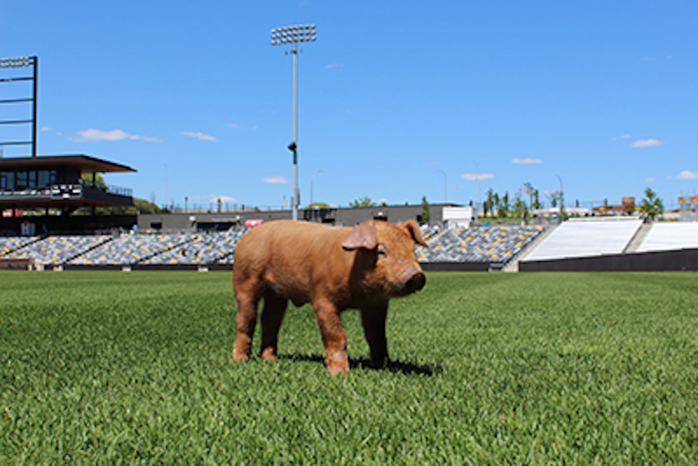 'Little Red Porkette' is the Saint Paul Saints' 2016 mascot.