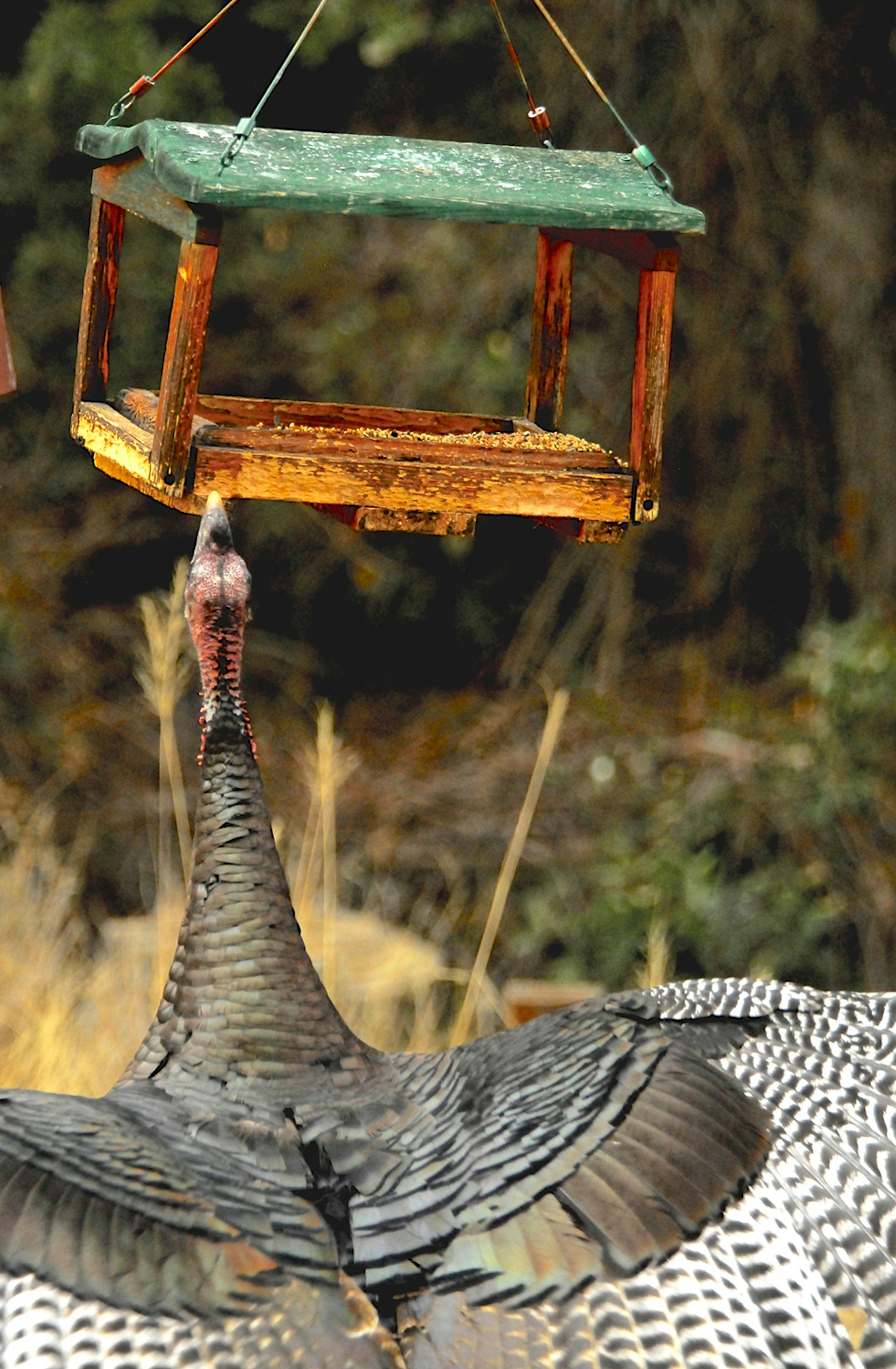 2. This turkey isn‚Äôt waiting for songbirds to drop seeds, instead bumping the feeder to knock down a snack. credit: Jim Williams