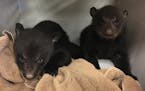 These baby black bear cubs were rescued from a northwest Minnesota farm after their mother was injured by a combine harvesting corn.