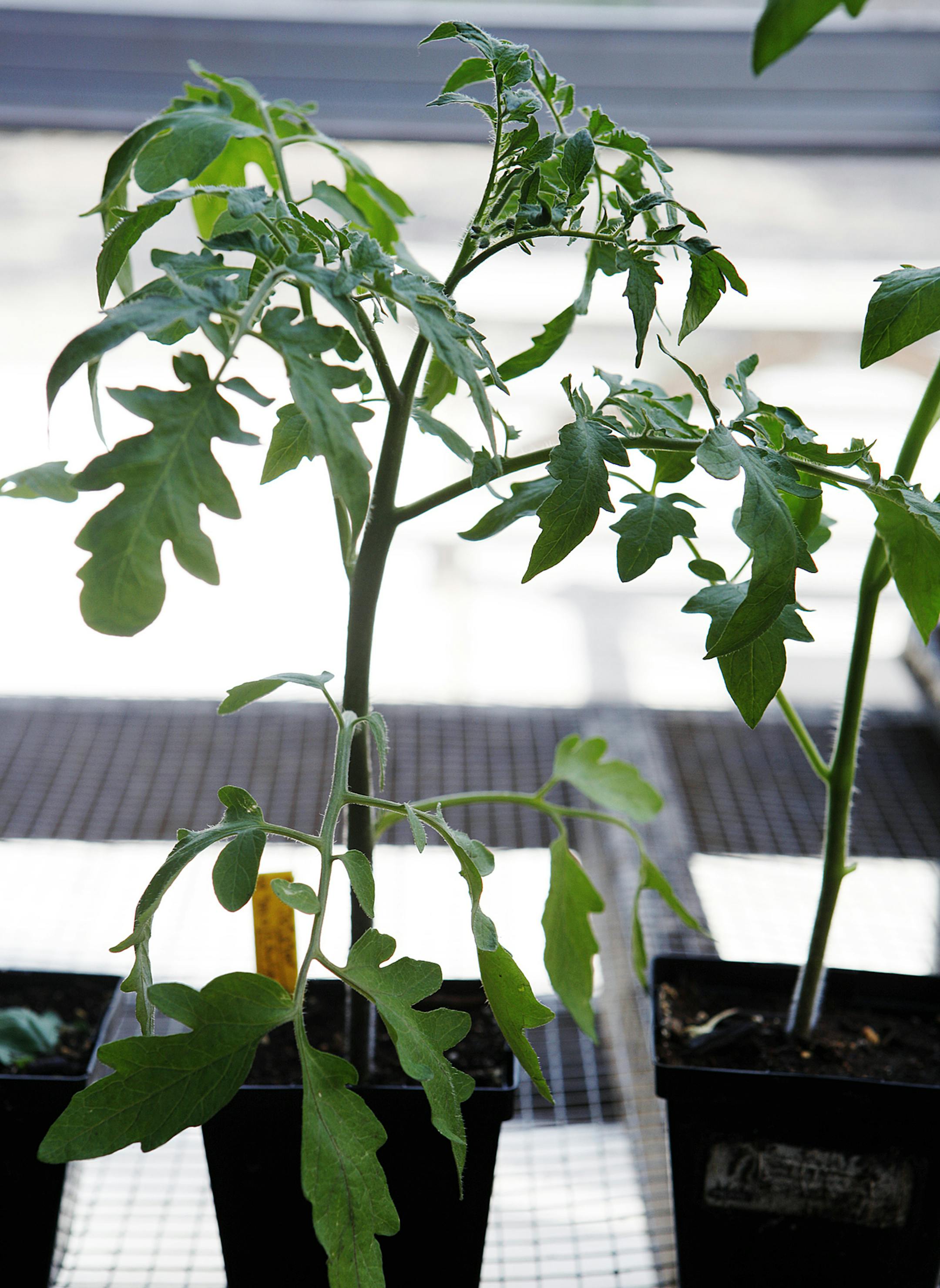 Examine plants at the sale before you commit to buying them. Avoid plants with too many wilted leaves. Also check under leaves and on the soil for any sign of pests. (Lane Christiansen/Chicago Tribune/TNS)