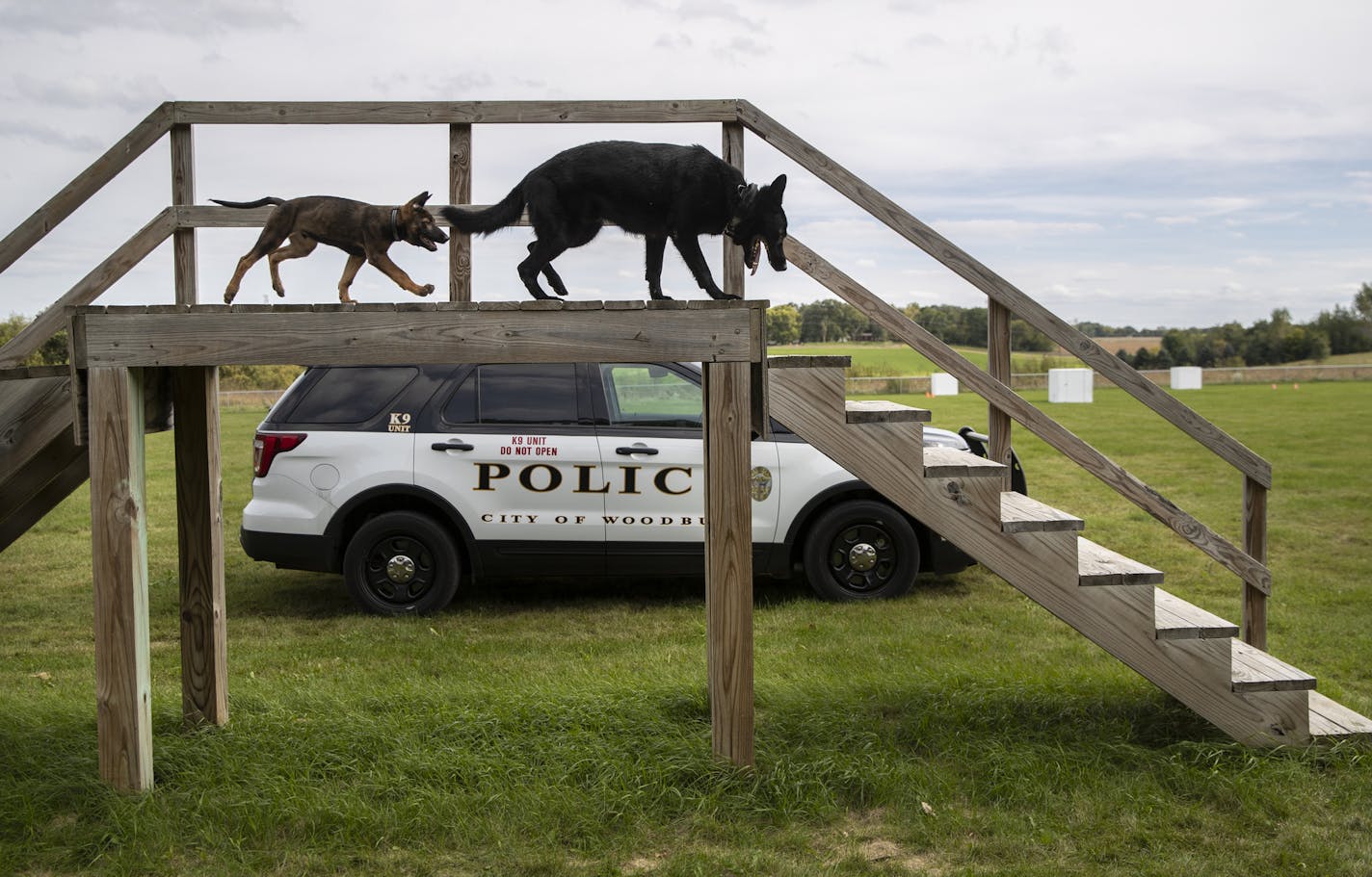 Woodbury K-9 officer Nova led puppy in training Buster over stairs at a K-9 training facility in Woodbury, Minn., on Monday, September 24, 2018. ] RENEE JONES SCHNEIDER &#x2022; renee.jones@startribune.com Woodbury Police Department is training two puppies to be K9 officers. Most U.S. departments pay for dogs trained overseas; training in-house is new. A nonprofit in Woodbury is funding the training.