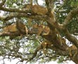 Margaret Maire
St. James, Minnesota Tanzania 5 Lions Sleeping In a Sausage Tree Canon SX 50 power shot We were standing(roof elevates)in a landcruiser