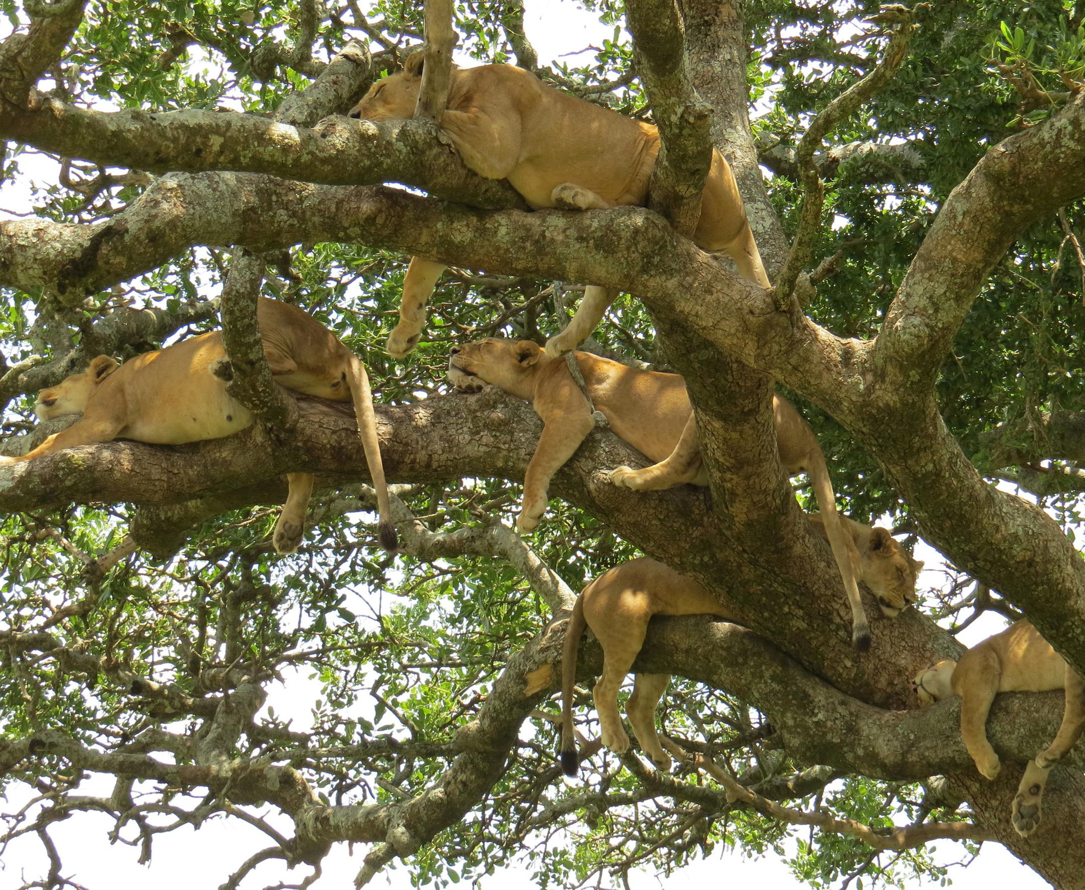 Margaret Maire
St. James, Minnesota Tanzania 5 Lions Sleeping In a Sausage Tree Canon SX 50 power shot We were standing(roof elevates)in a landcruiser in central Serengeti Special Picture- Our guide, 20+ years doing this, said he's only seen this scene a couple times. We were right next to the tree. The lions barely moved during the 45 minutes we observed. How the lions could position themselves, as big as they are, and balance on such small limbs. Their legs dangled, like a rag doll, often time