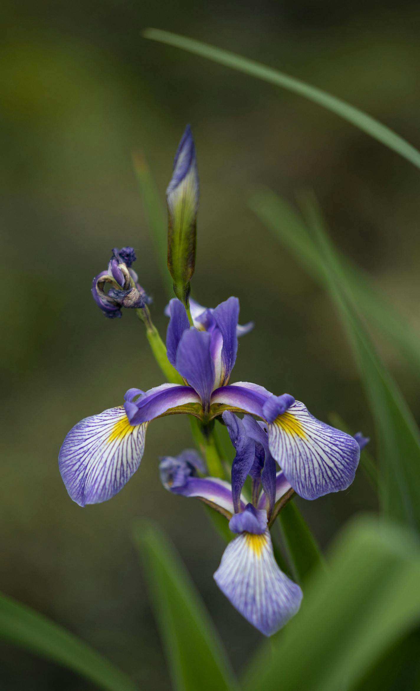 An iris in one of the ponds in the dog park at Battle Creek Regional Park. ] JEFF WHEELER &#x2022; jeff.wheeler@startribune.com Battle Creek Regional Park, one of Ramsey County's most popular parks, will be getting an overhaul after three decades of heavy use. County leaders are writing a master plan for the 2,000 acre park that sees nearly 700,000 visitors a year. The off-leash dog park in the east section of the part may be the metro's largest, is among the most heavily used areas of the park.