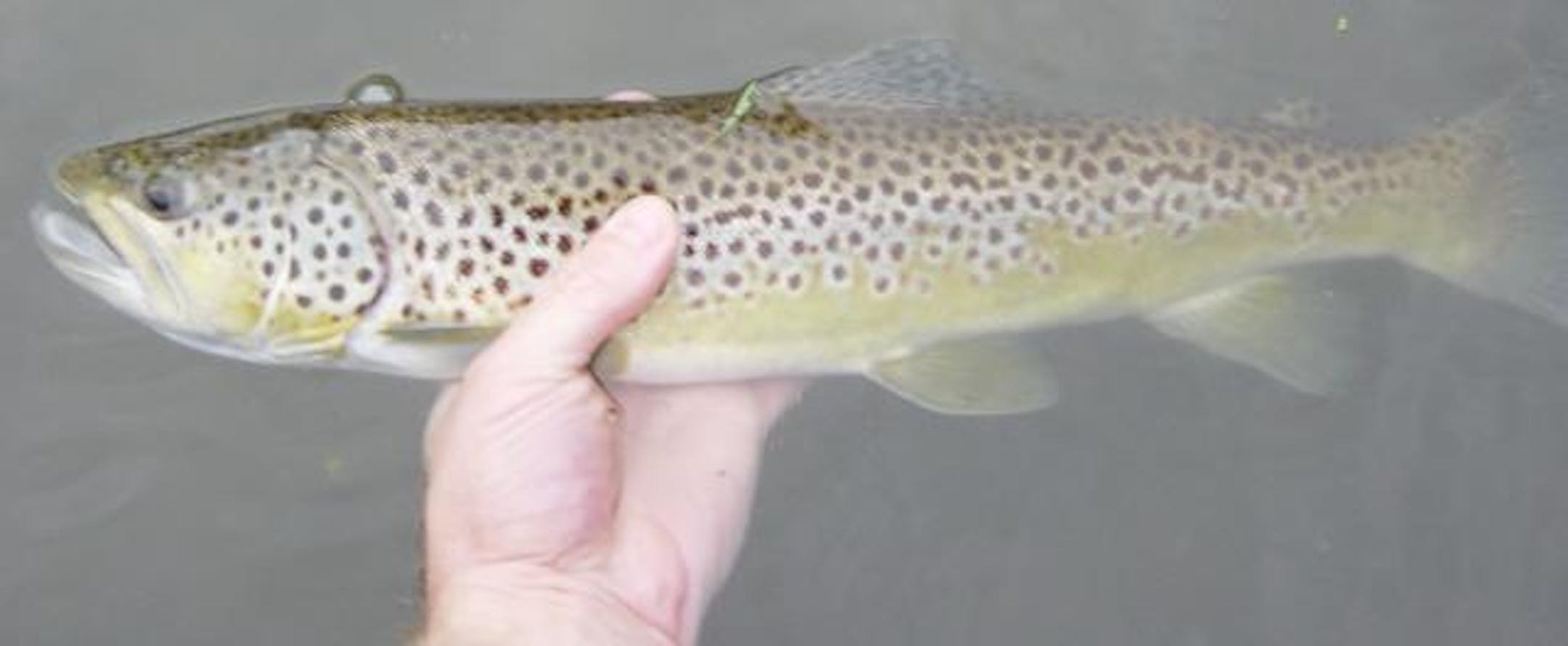 A hefty brown trout fooled by an ephoron leukon dry fly.