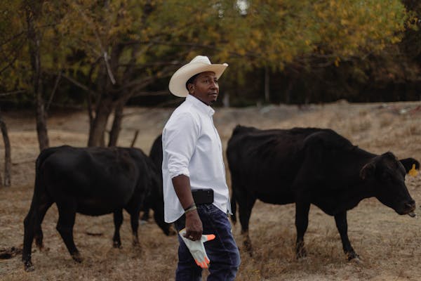 Albert Johnson Jr. walks among the cattle on his family farm near Lexington, Mississippi, on Nov. 9, 2023. Credit: Imani Khayyam for the Ag &amp; Wate