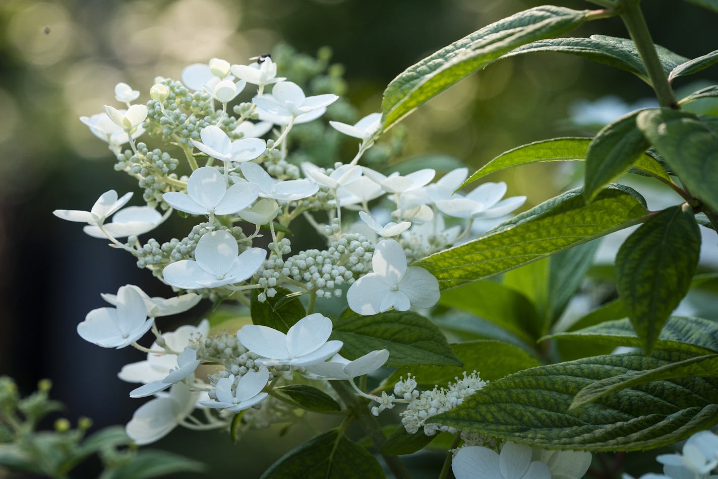 Do: Prune hydrangeas. They'll still bloom this spring.