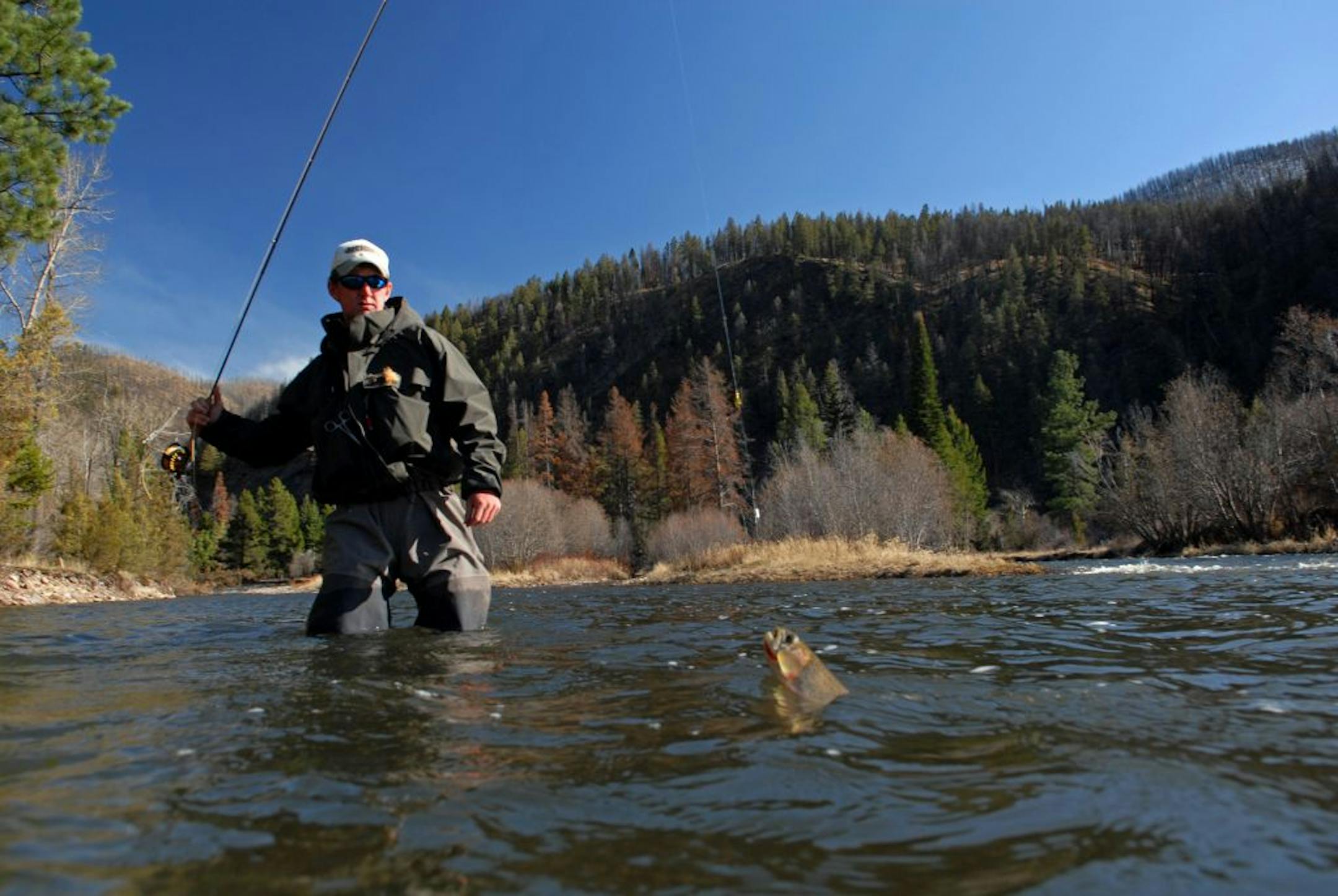 A cutthroat trout caught high up in Rock Creek, Montana.