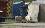 Two hogs wander at the crash site near Mankato on Wednesday, July 18, 2018.