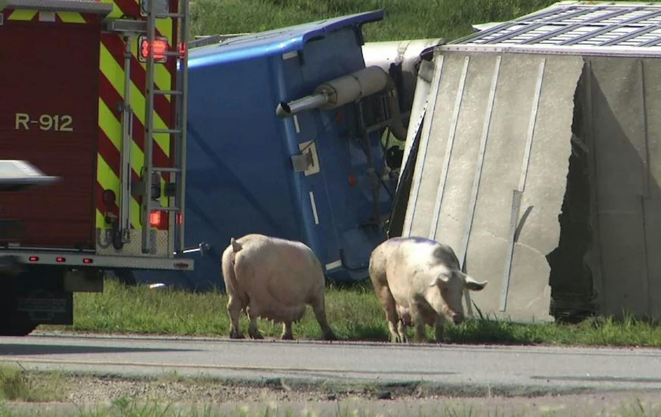 Two hogs wander at the crash site near Mankato on Wednesday, July 18, 2018.