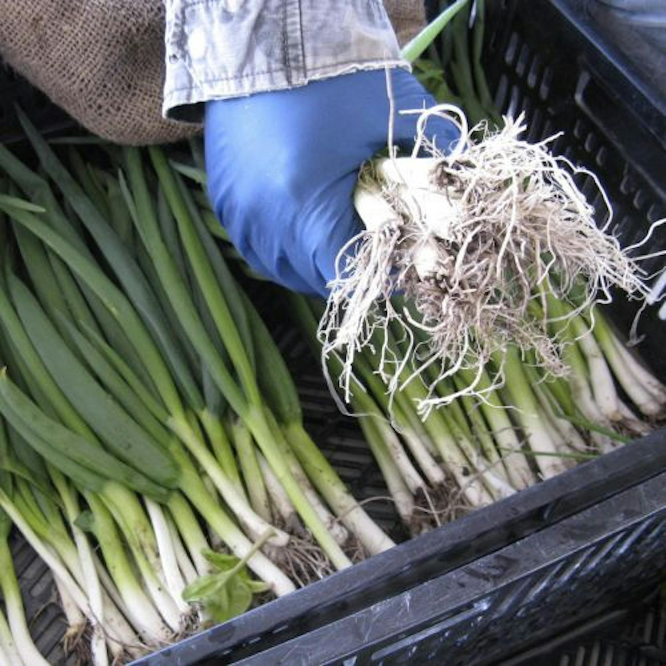 Green onions from Heinel Farm in Little Canada.