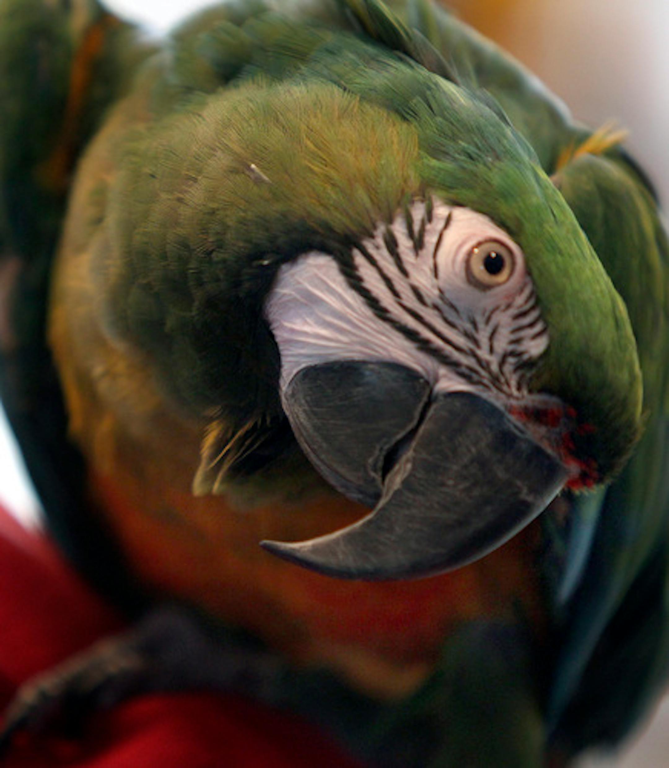 ELIZABETH FLORES ¥ eflores@startribune.com December 20, 2010 - Lino Lakes, MN - This story takes a look at the unusual world of parrot rescue. Parrots are abandoned just like dogs and cats, but there are special challenges associated with them. Most live a very long time, with 30, 40 and 80 years common among many species. Also, they are not domesticated like dogs and cats, so their wild instincts and habits are expressed in their daily lives as pets. Vet care/knowledge is also lacking in comparison to other pets. Renee Quimby runs a parrot rescue out of her Lino Lakes home. IN THIS PHOTO:] A parrot made its way on the living room furniture in an area that was built special for the birds in Renee Quimby's home.