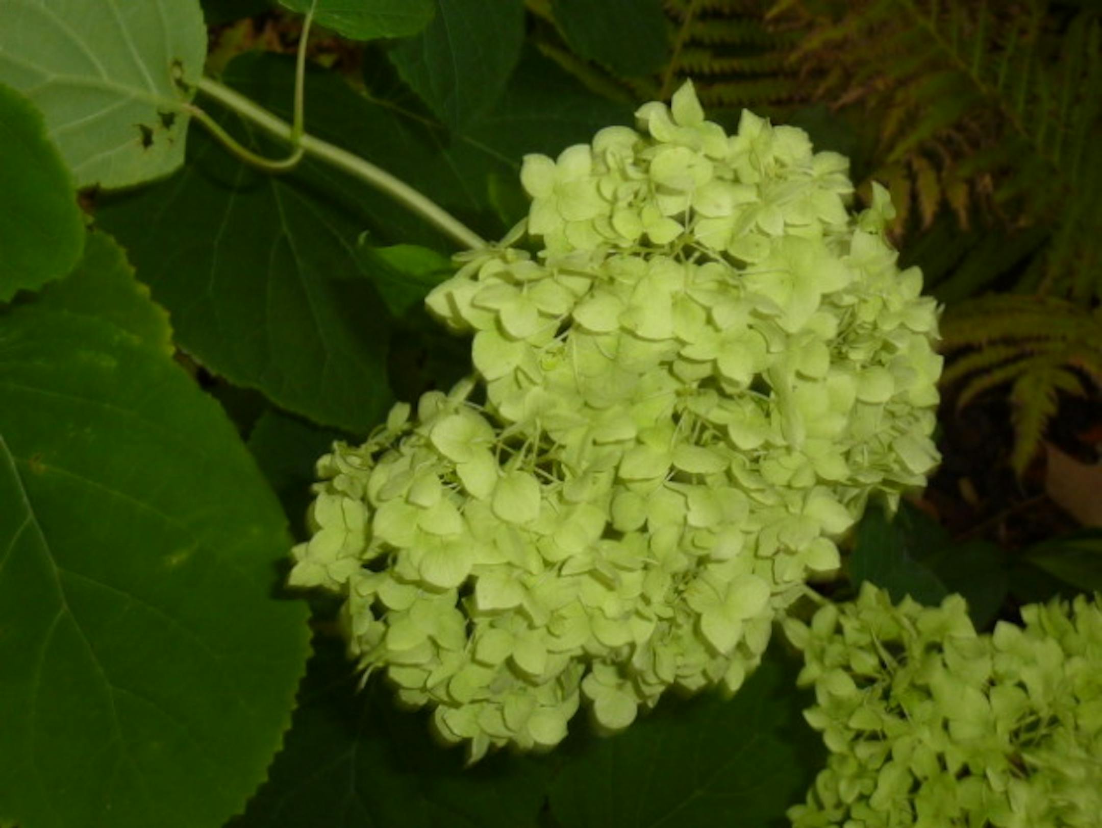 White hydrangea