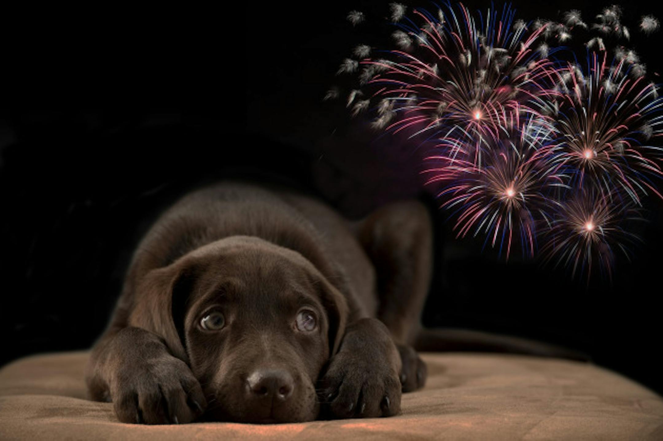 Avoid exposing your puppy to fireworks - Graphic by Logan Hinners, Pheasants Forever