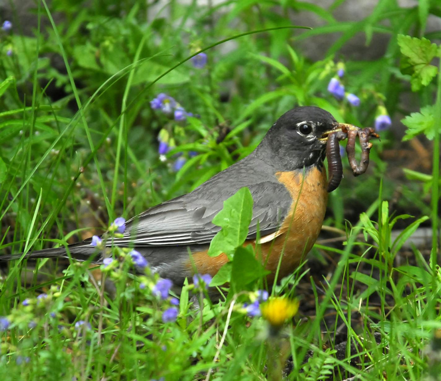 robin with worm
Photo by Jim Williams