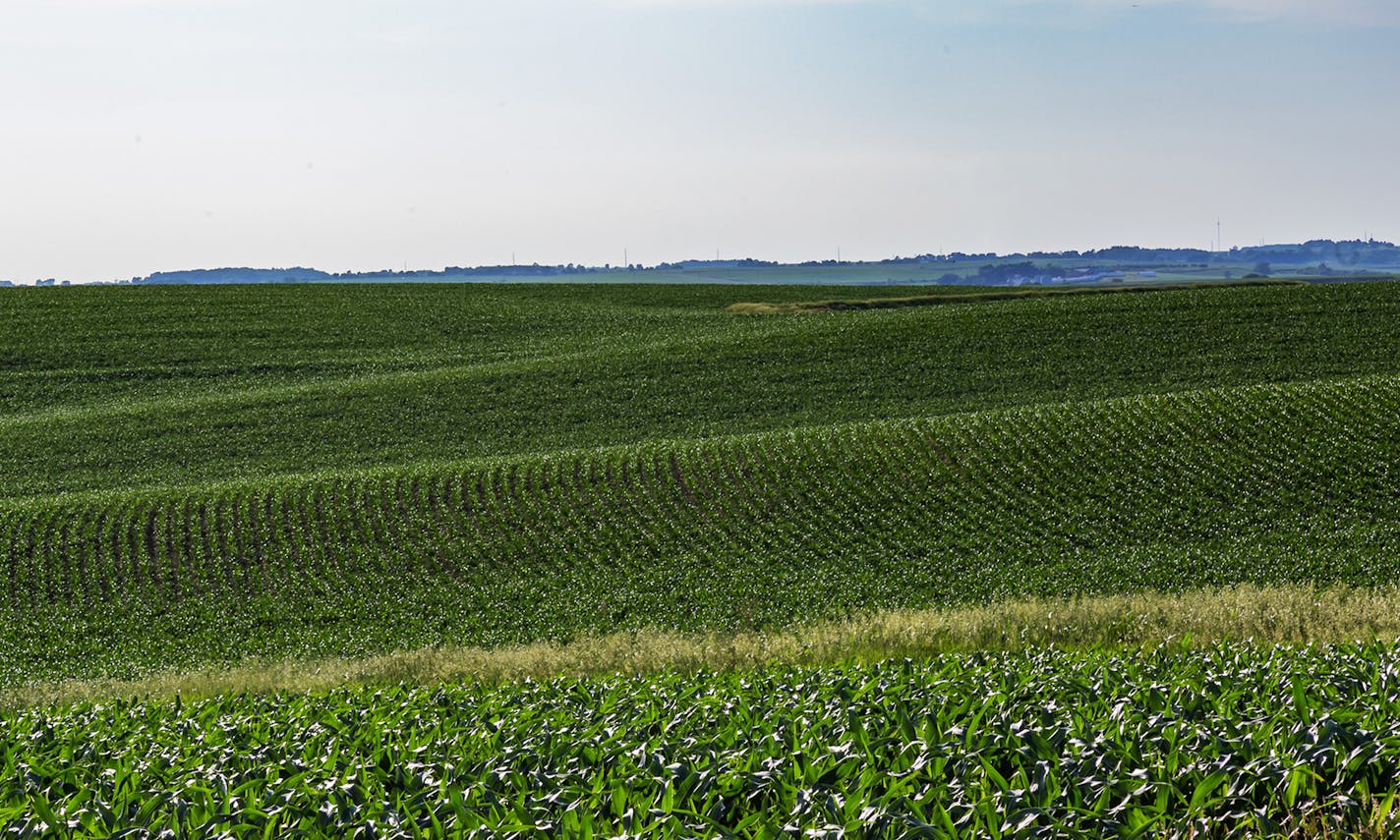 U.S. agriculture officials are expecting a near-record corn crop this year, but prices are so low that most farmers are unlikely to break-even for growing it.