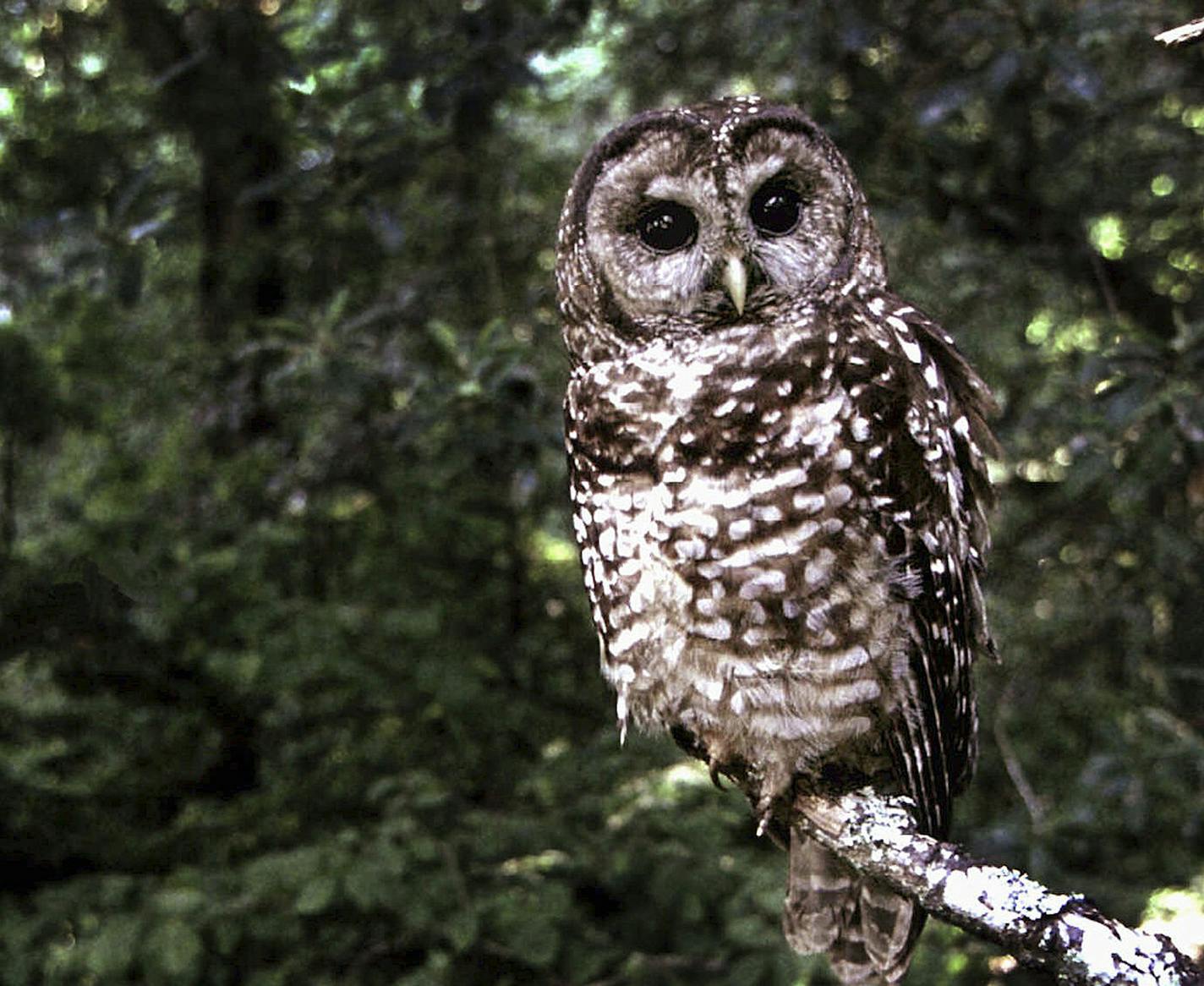 FILE - This June 1995 file photo shows a Northern Spotted owl taken in Point Reyes, Calif. Wildlife officials say they&#xed;ll consider granting California&#xed;s spotted owl protection under the federal Endangers Species Act. The U.S. Fish and Wildlife Service said Tuesday that a petition wildlife advocates filed late last year deserves further investigation. (AP Photo/Tom Gallagher, file)