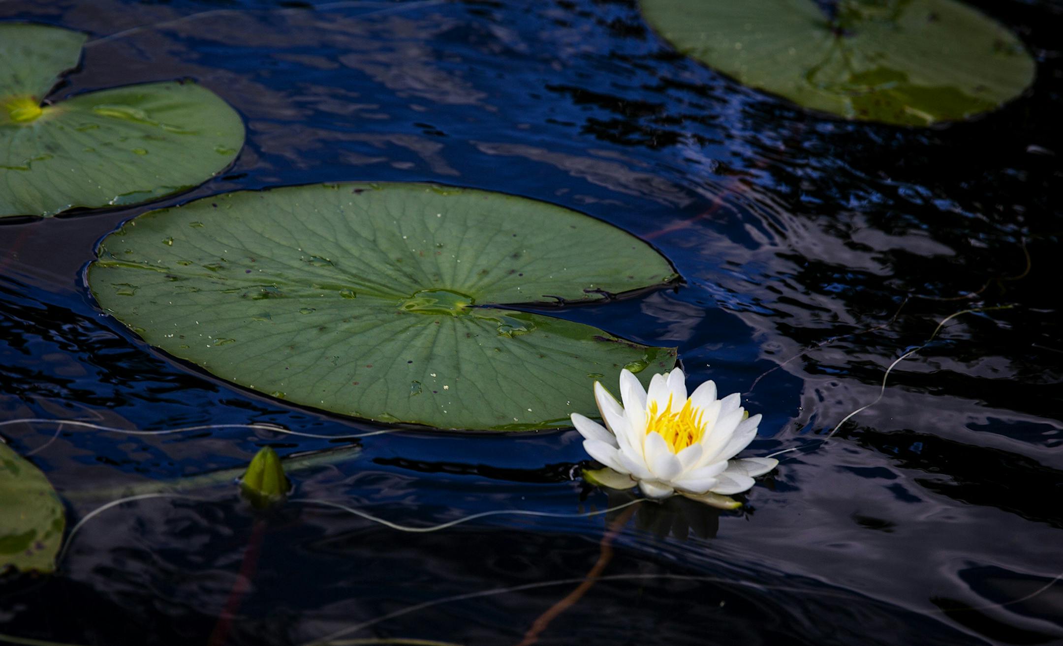 A water lily is in bloom on Lake Maitland during a tour with Peace of Mind Kayak Tours on April 8, 2019, in Winter Park, Fla. (Patrick Connolly/Orlando Sentinel/TNS) ORG XMIT: 1303798