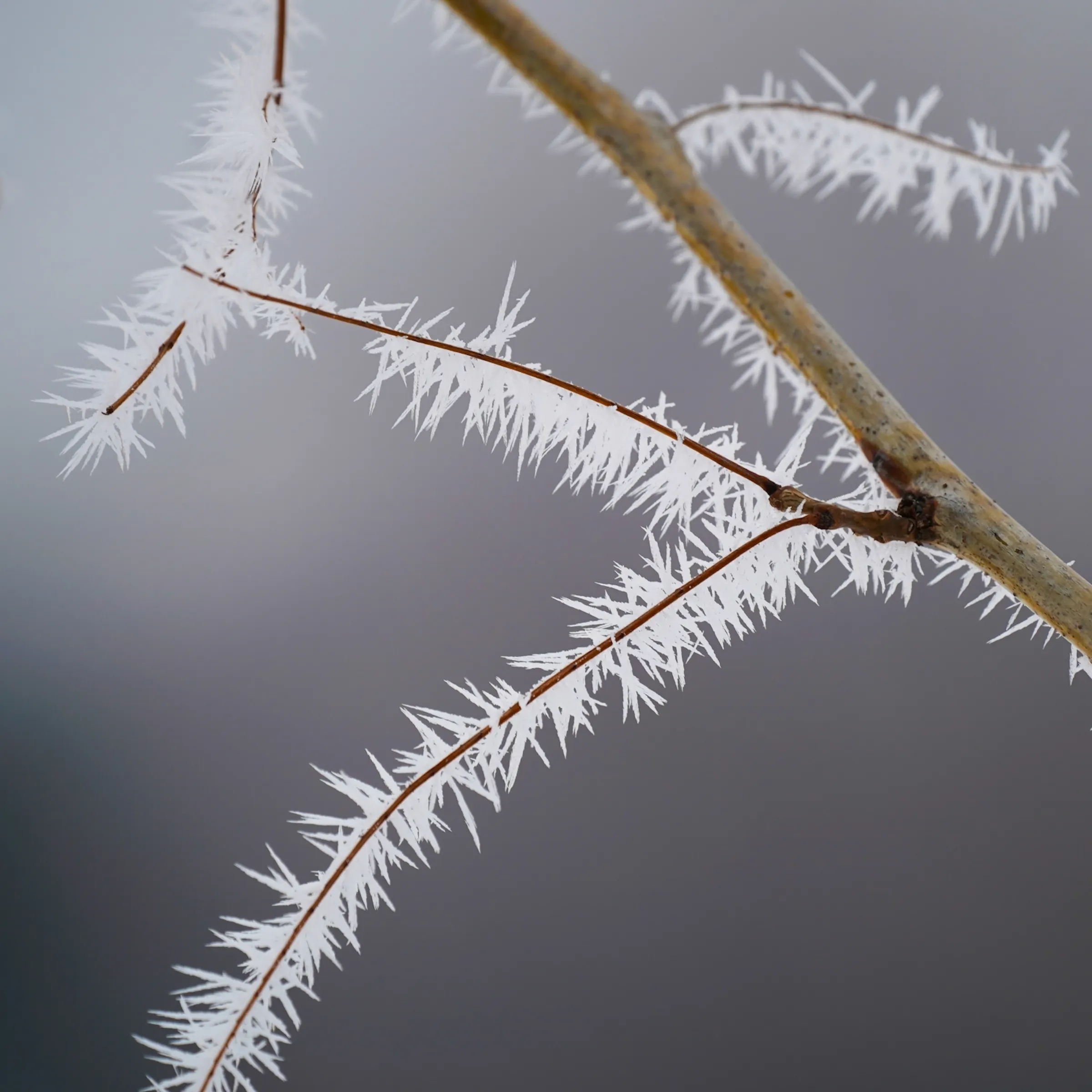 Freeze warning issued for Twin Cities and southern Minnesota