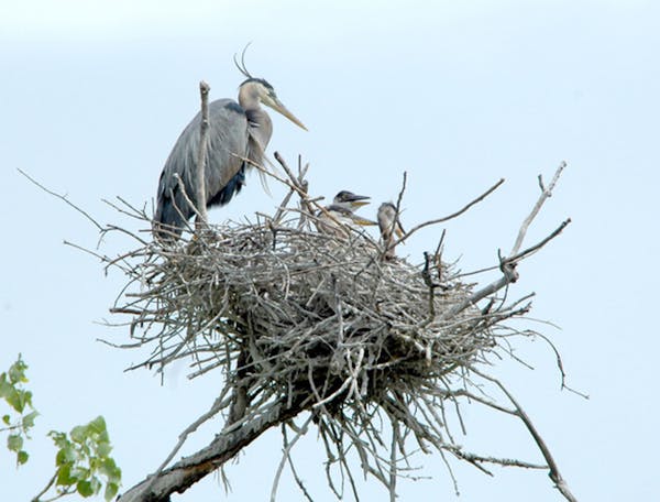 A heron raises three chicks in its rookery nest.Photo by Jim Williams