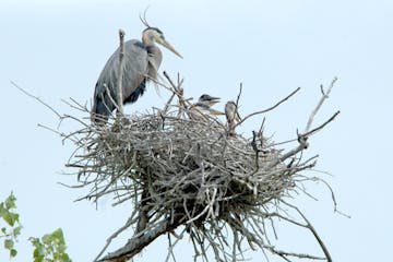 A heron raises three chicks in its rookery nest.Photo by Jim Williams