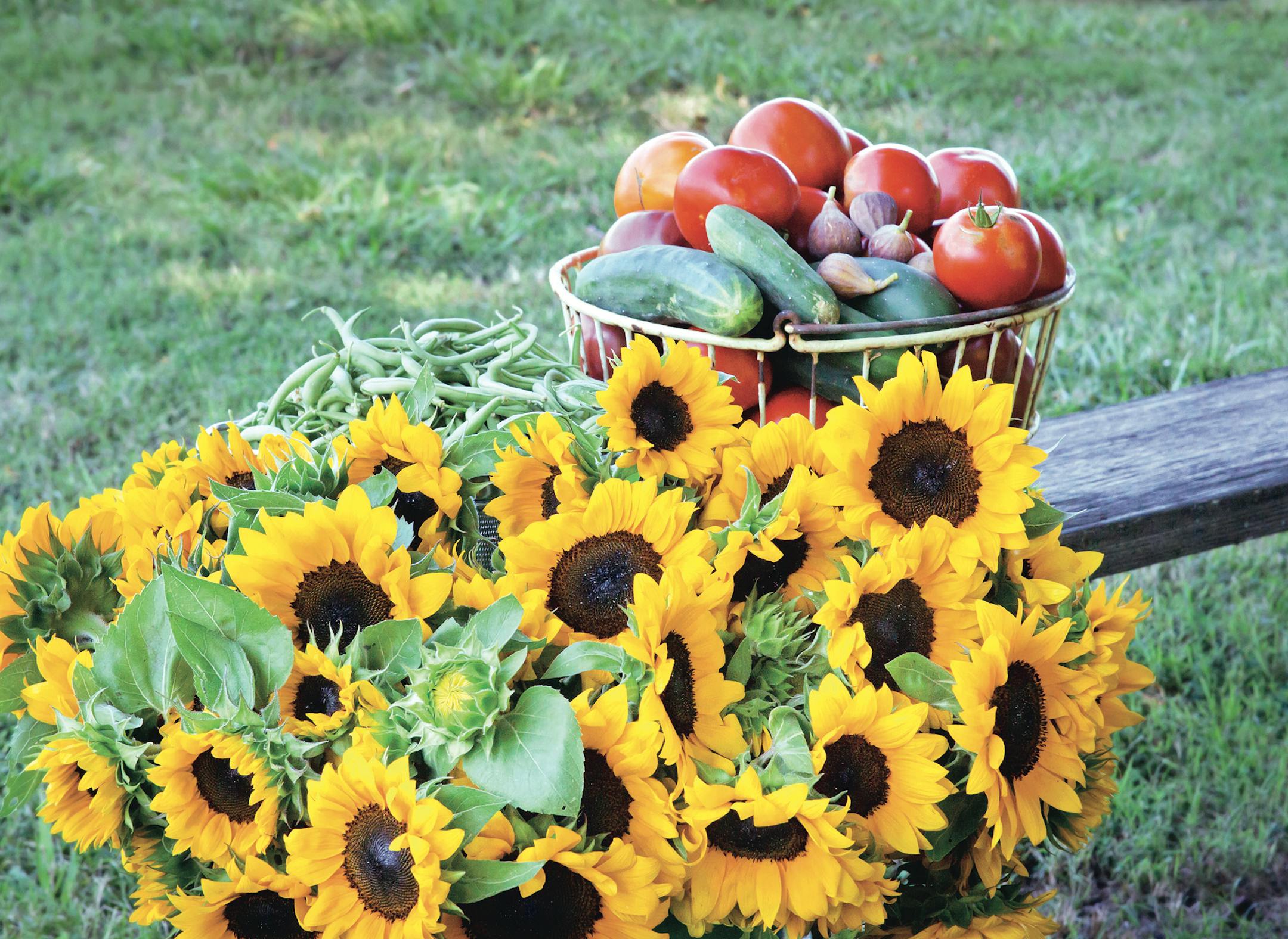 Sunflowers and tomatoes from "Vegetables Love Flowers"