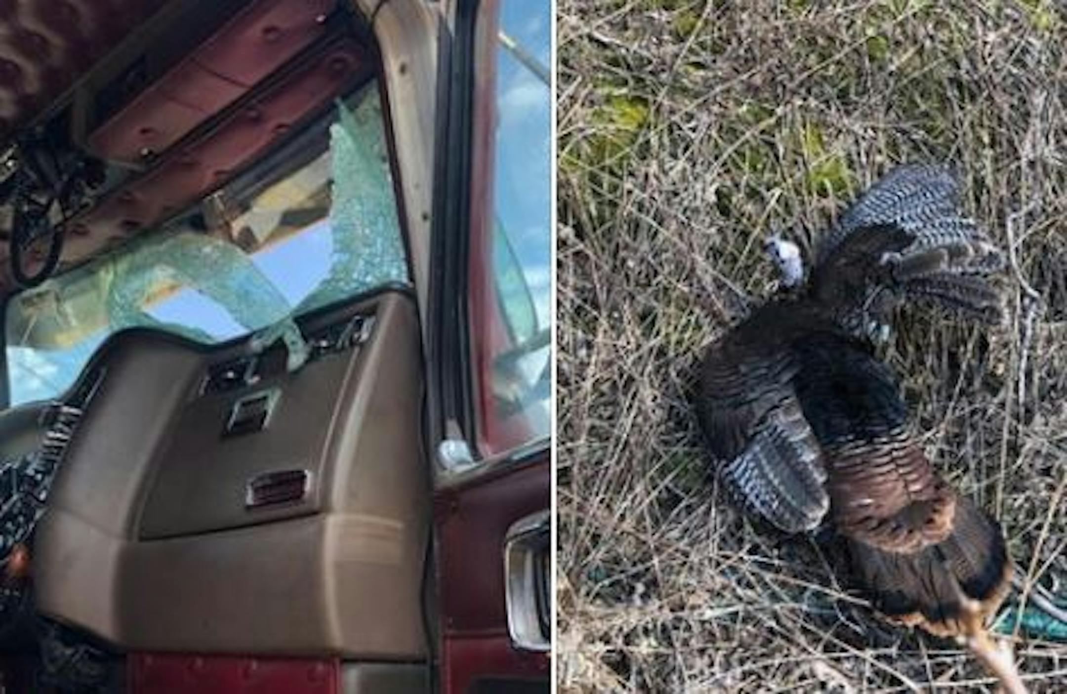 A semi traveling at highway speed collided with a turkey in Eagan, leaving the truck's windshield badly damaged. Credit: Eagan Police Department