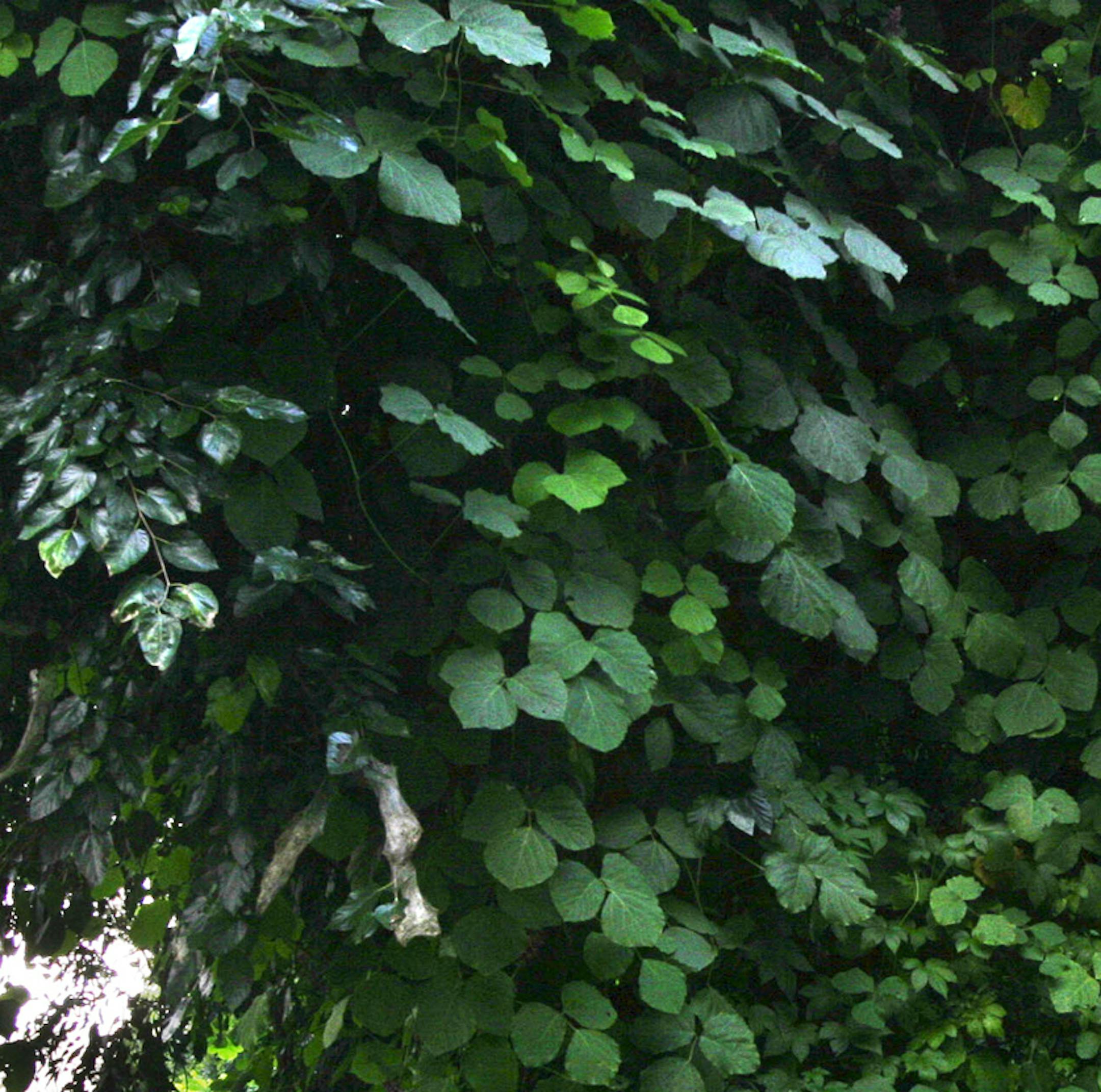File photo from 2004 shows a jogger running past Kudzu vines that overwhelm trees and the underbrush along the Potomac River on the Capital Crescent Trail in Washington. Kudzu, a three-leafed weed first planted in the United States more than 100 years ago for the beauty of its purple blossoms, has spread beyond the South, wrapping itself around smokestacks in Ohio, overwhelming Illinois backyards and even jumping Lake Erie to establish a beachhead in Ontario, Canada. Illustrates KUDZU (category