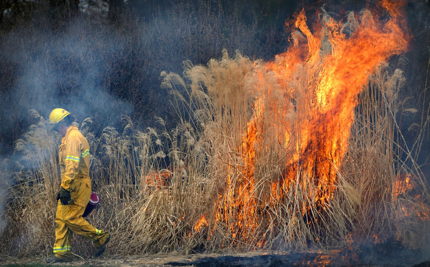 A controlled burn clears the way for new plants, but visitors may not get to enjoy them.