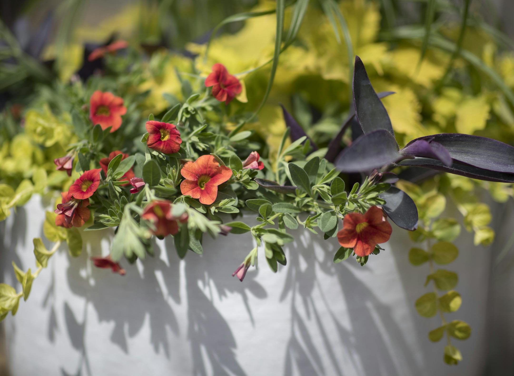 A collection of summer container gardens designed by Dean Engelmann were arranged at Tangletown Gardens.