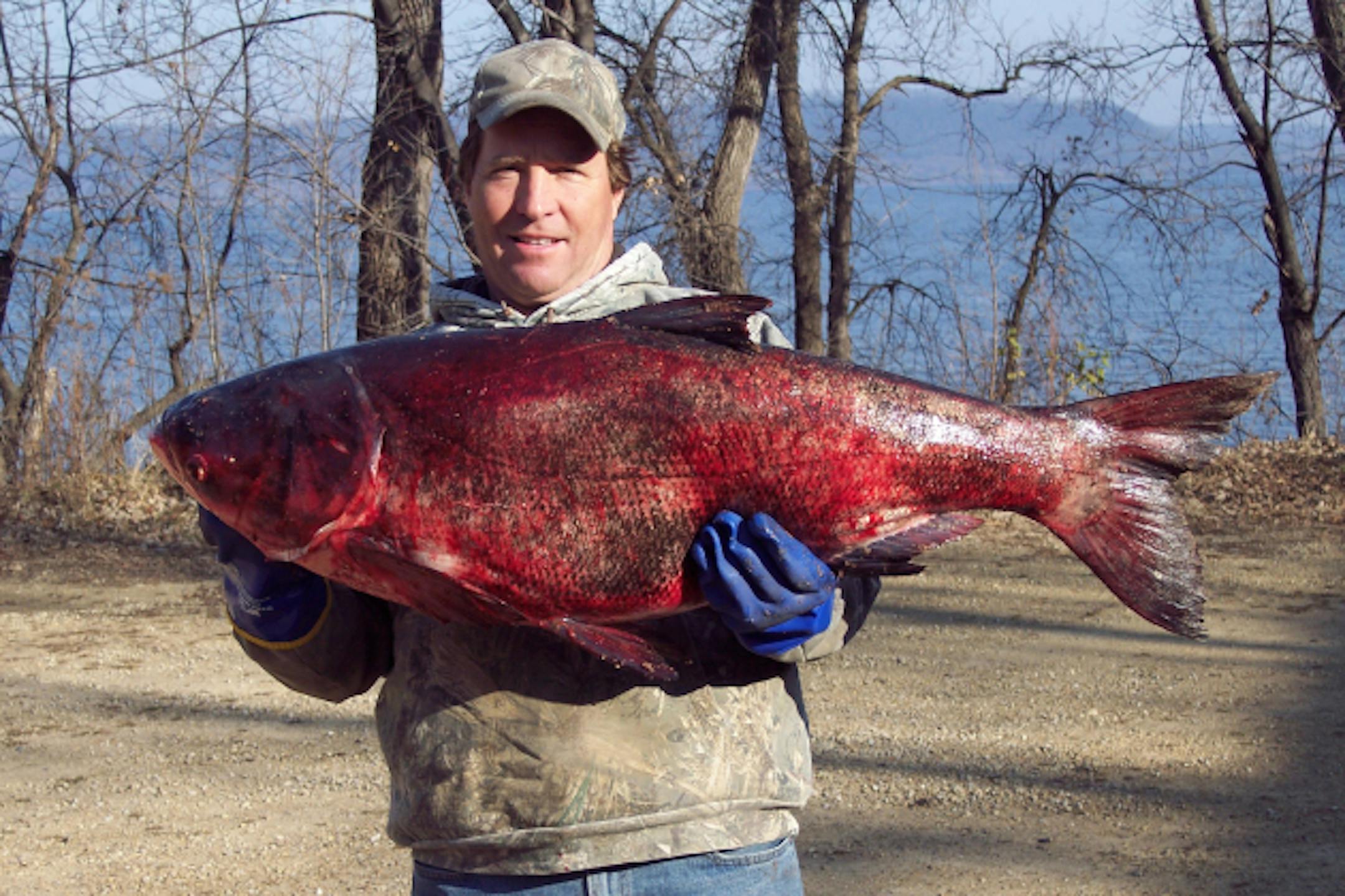 Commercial fisherman Myles Rolbiecki of Minnesota City with the 47-pound bighead carp he netted recently in Lake Pepin.