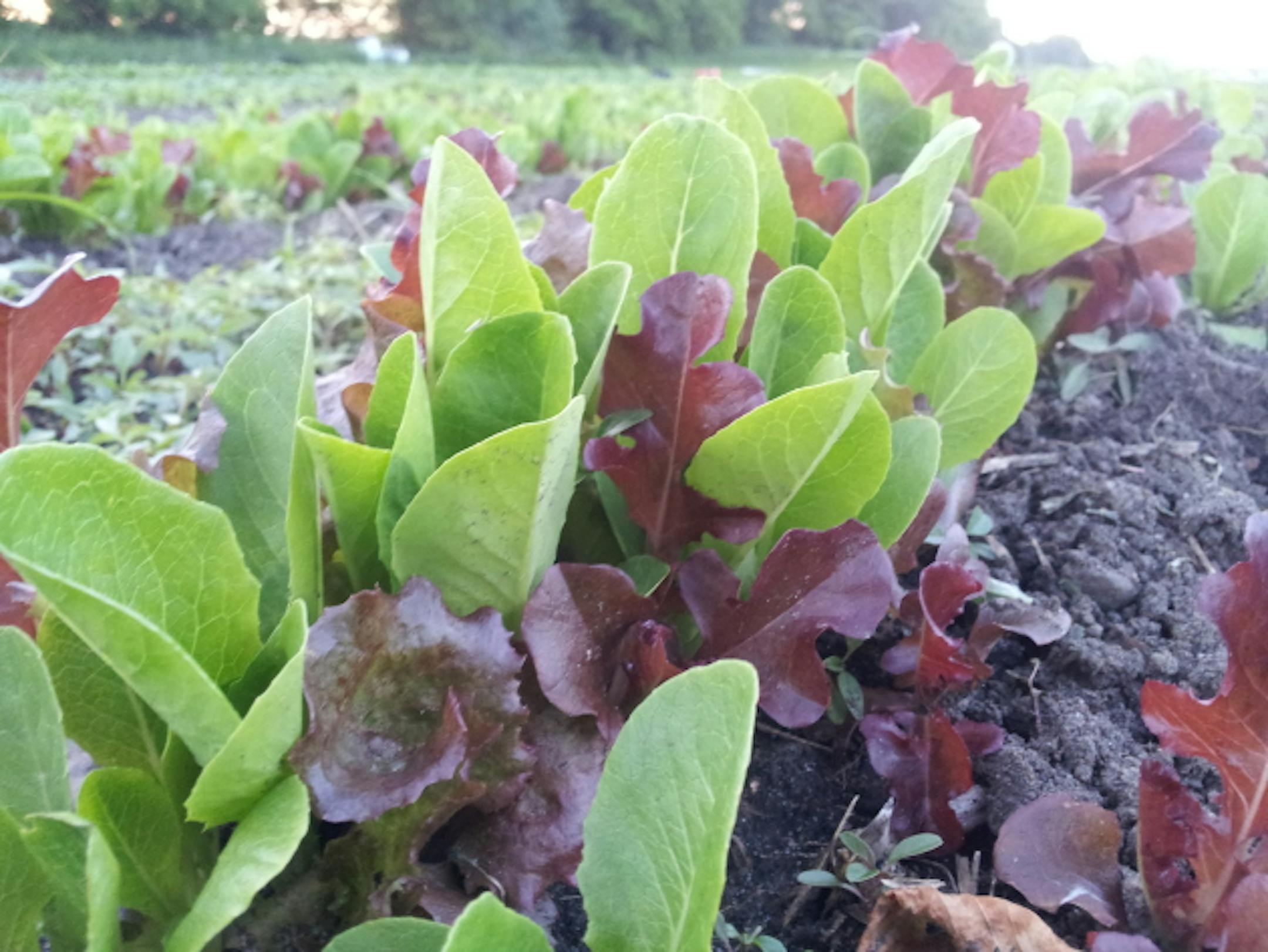 Photo by Laughing Loon Farm