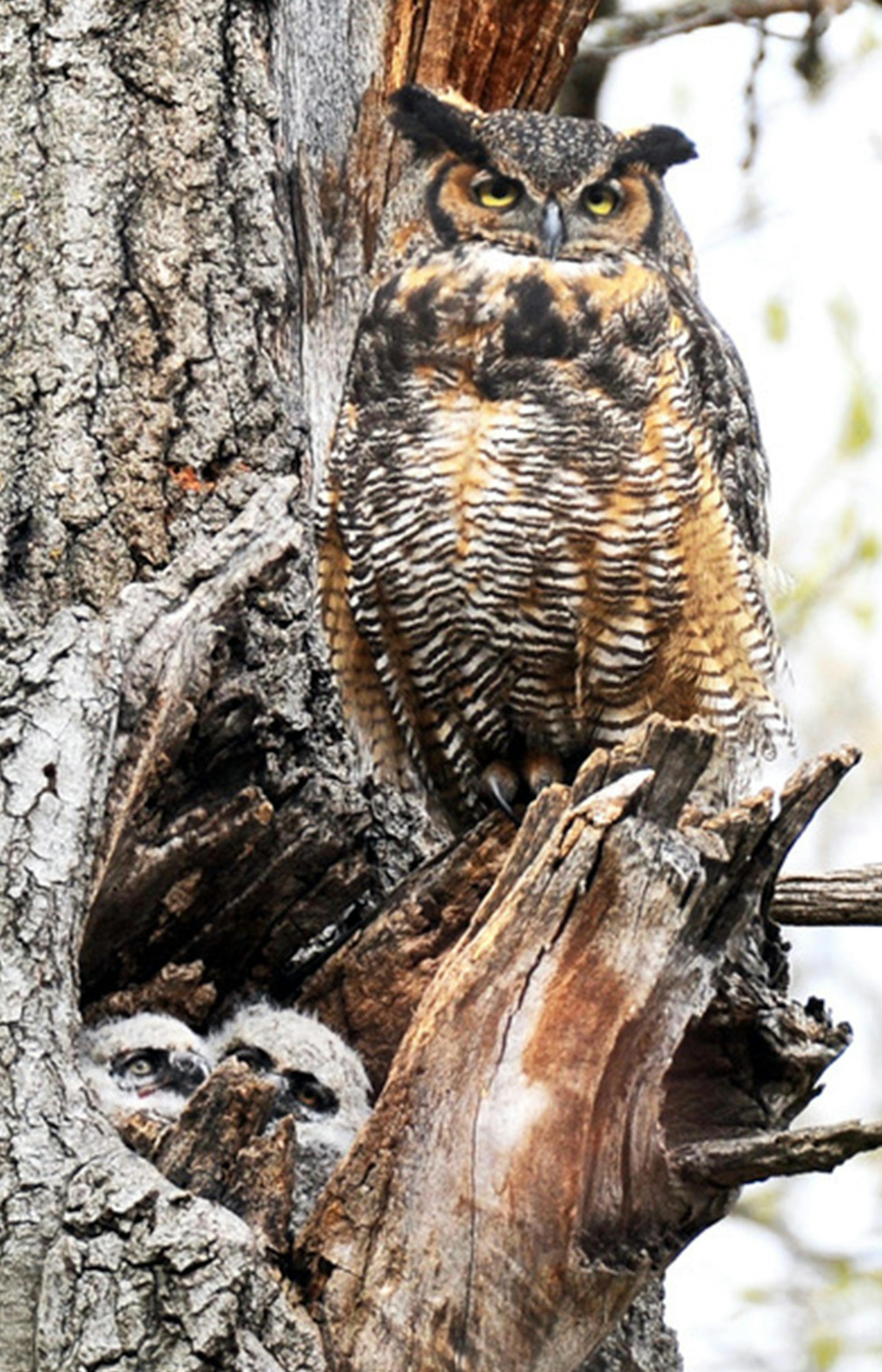 Great horned owl with owlets
Photo by Jim Williams