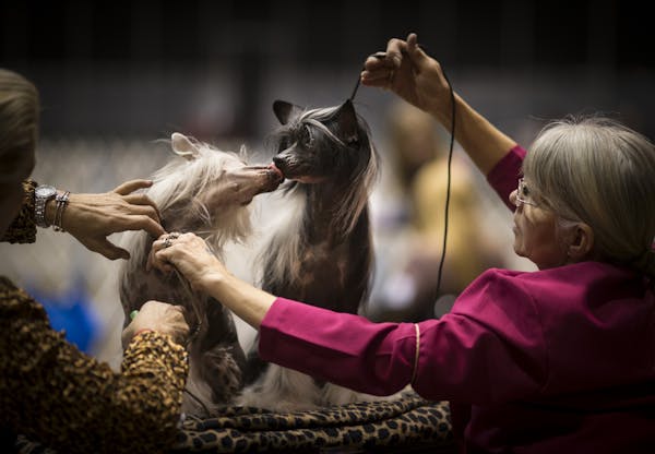 Chinese crested dogs Porsche and Scarlett (who are siblings) shared a kiss as they were groomed by owner Tammy Lodien, left, and her friend Nancy Alle
