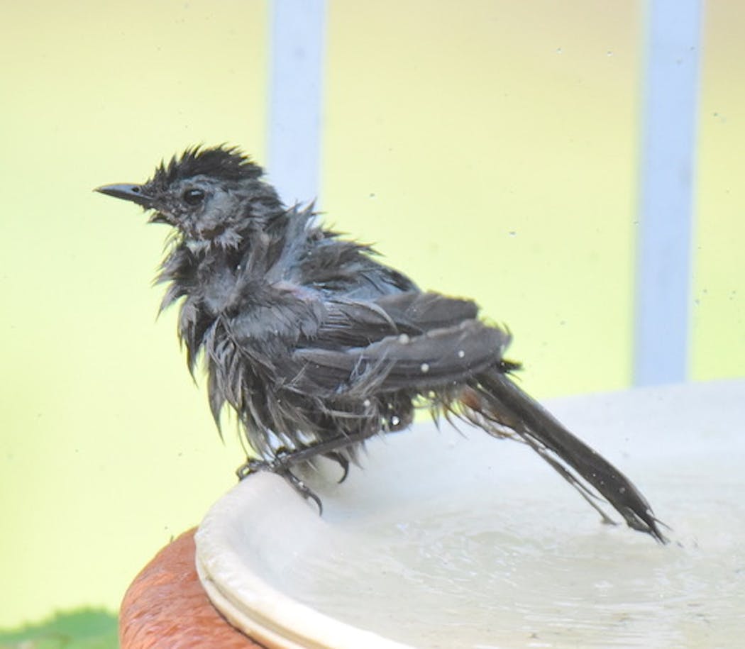 This gray catbird gave itself a seriously refreshing bath.
