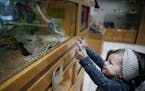 Luella Peterson,2, checked out a bull snake and was amused by its behavior.]The Westwood Hills Nature Center in St. Louis Park, which draws about 36,0