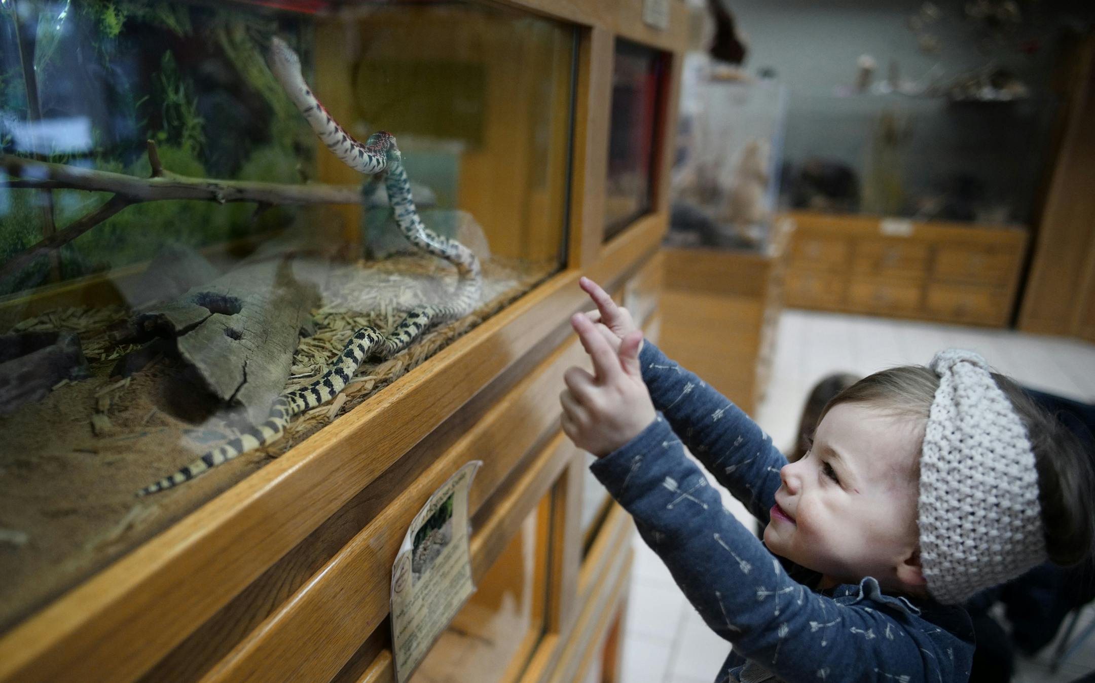 Luella Peterson,2, checked out a bull snake and was amused by its behavior.]The Westwood Hills Nature Center in St. Louis Park, which draws about 36,000 visitors a year, is getting ready to build a $12 million state-of-the-art facility. .Richard Tsong-Taatarii•rtsong-taatarii@startribune.com