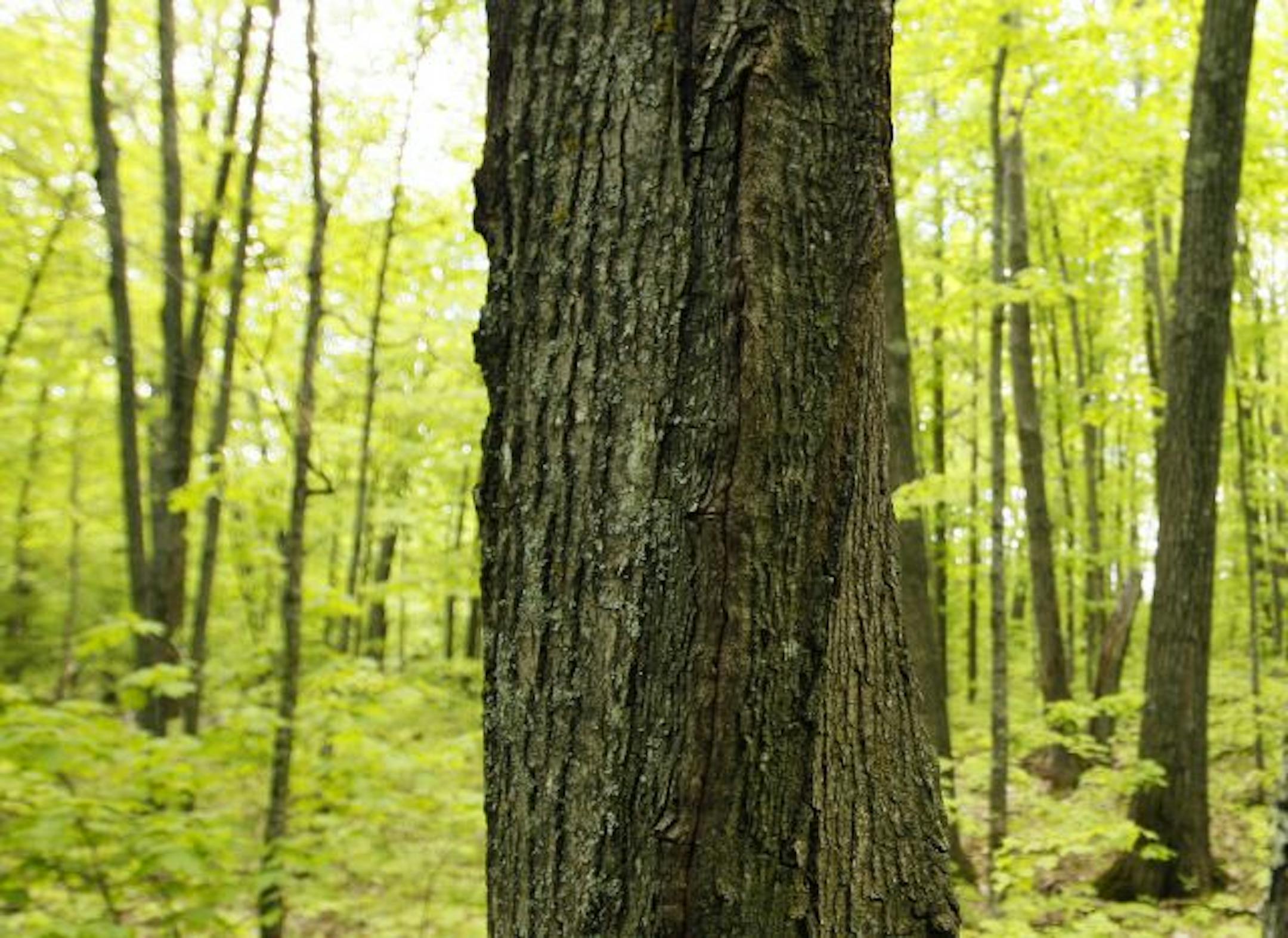 A hardwood stand contains trees of various ages on UPM Blandin Paper land, part of the Upper Mississippi Forest Project, in Grand Rapids, Minn., Wednesday, June 10, 2009. Hunters and hikers have lost access to swaths of the northern Minnesota forest in recent years, but taxpayers are stepping in to keep nearly 300 square miles near the Mississippi headwaters as is: Wooded and open to the public.