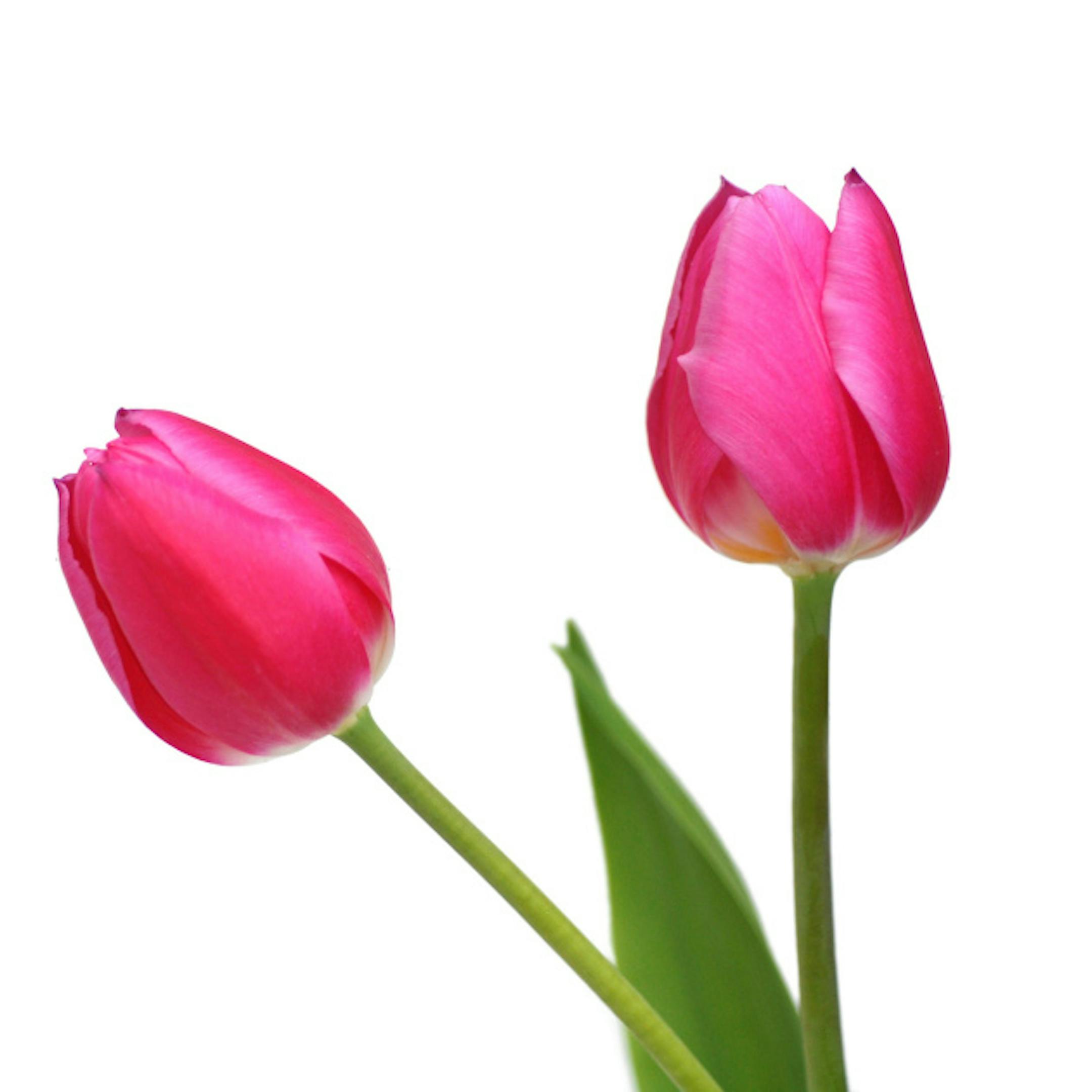 Later spring = longer bloom time.