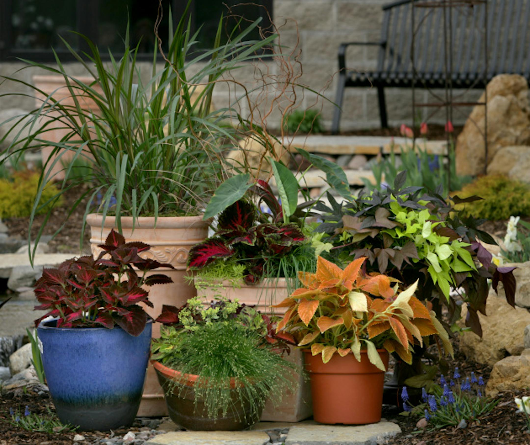 joel koyama\u2022jkoyama@startribune.com pot0513 00007573a]  Allison Slabbert of Lynde Landscape arrainged this pot.  Home & Garden cover story on Potscaping.