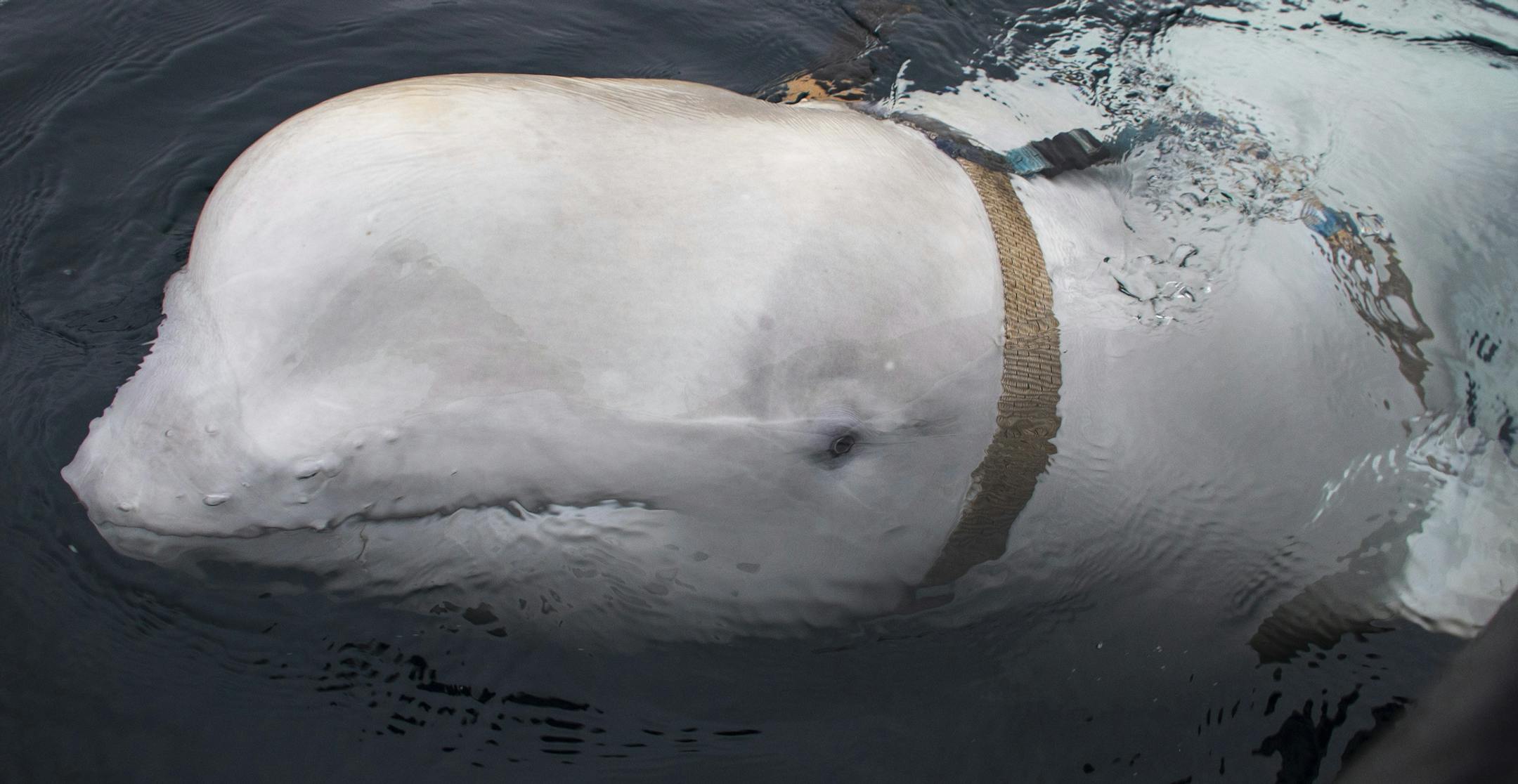 A beluga whale seen as it swims next to a fishing boat before Norwegian fishermen removed the tight harness, swimming off the northern Norwegian coast Friday, April 26, 2019. The harness strap which features a mount for an action camera, says "Equipment St. Petersburg" which has prompted speculation that the animal may have escaped from a Russian military facility. (Joergen Ree Wiig/Norwegian Direcorate of Fisheries Sea Surveillance Unit via AP)