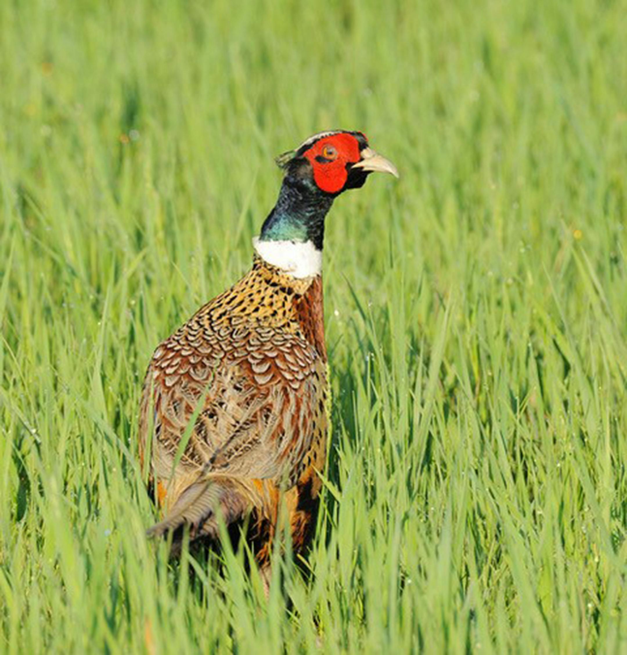 Pheasant. Jim Williams photo
