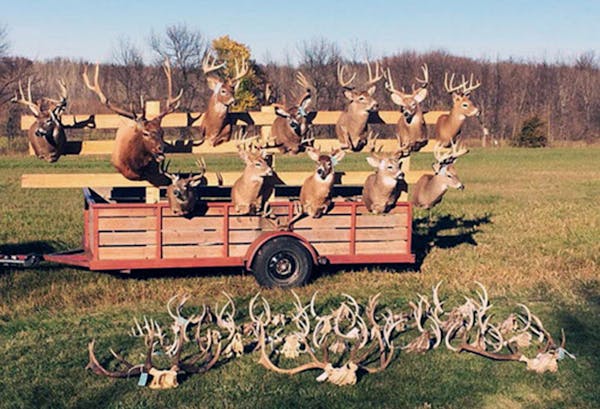 Some of the deer mounts seized in a west-central Minnesota poaching case dating to October 2014.