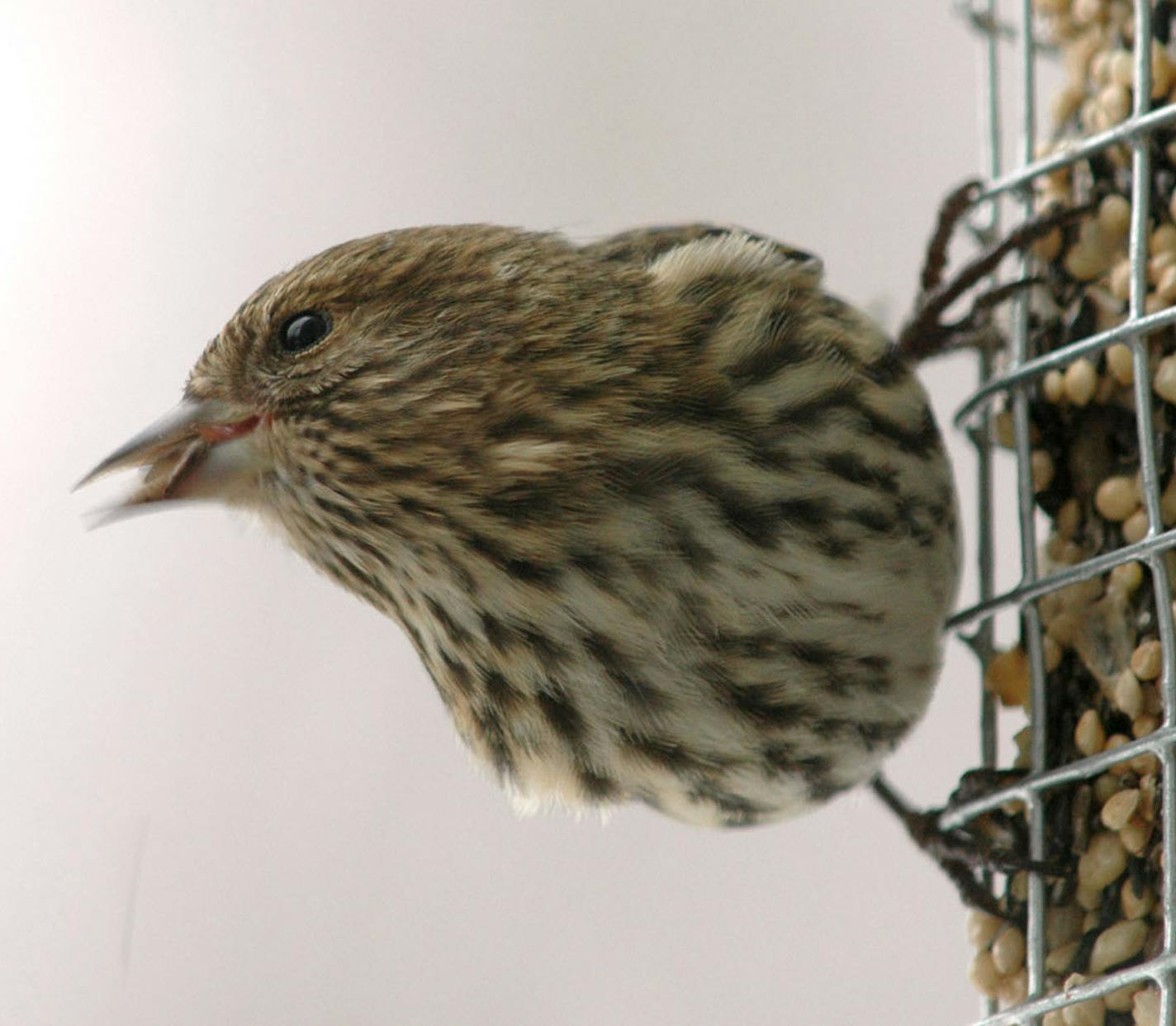 Pine siskin at feeder