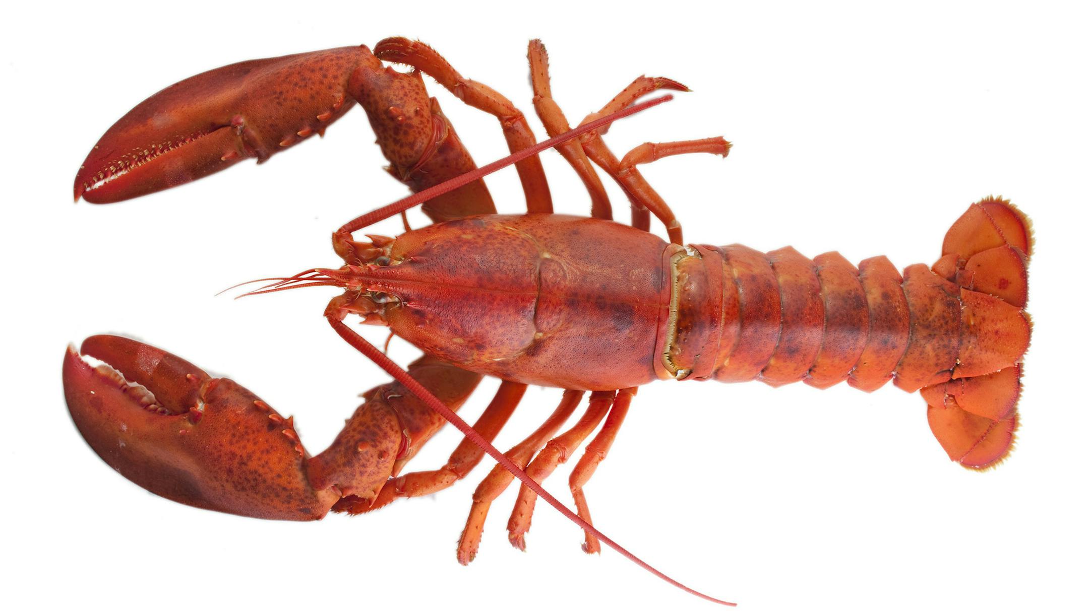 Bill Hogan/Chicago Tribune/MCT ORG XMIT: 1078803