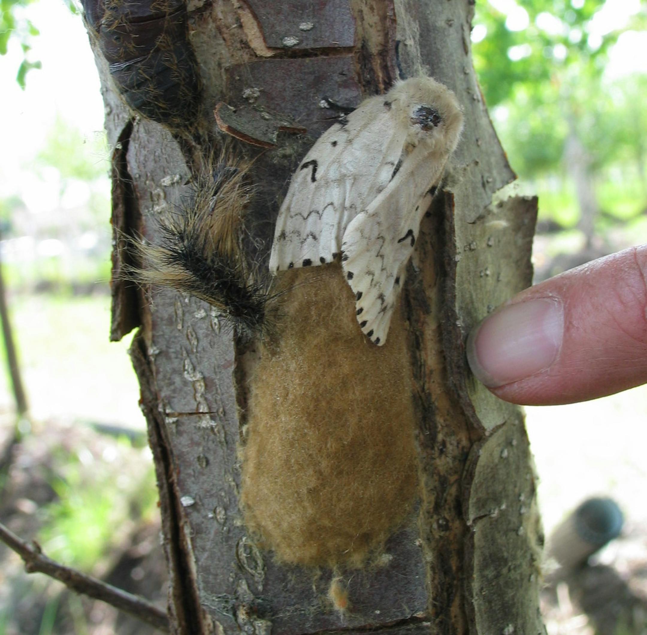 Gypsy moth (in white) laying egg mass (yellow mass).