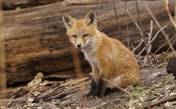 Six fox kits lived for several months last spring under a walking path in St. Paul’s Como Park.